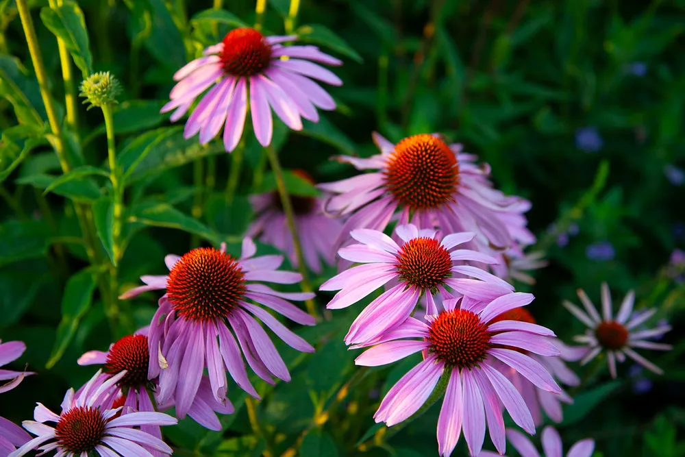 Sun Seekers flowers in Jamestown